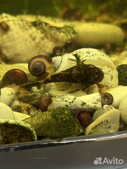 Улитки ампулярии