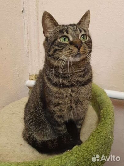 Полосатая ласкуша