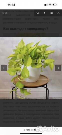 Сциндапсус неон