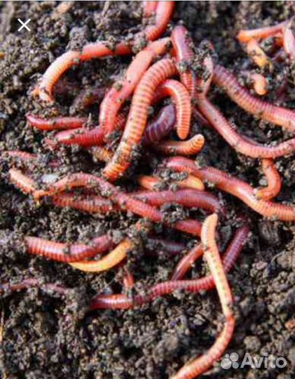 Черви для рыбалки