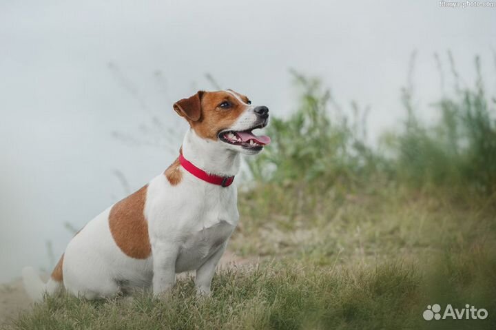 Джек рассел терьер.Вязка, случка