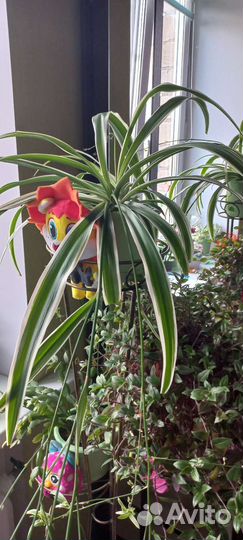 Хлорофитум