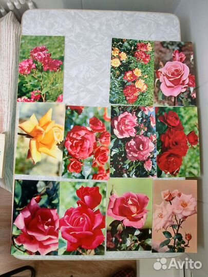 Розы. Набор