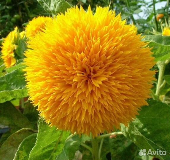 Подсолнух Медвежонок семена