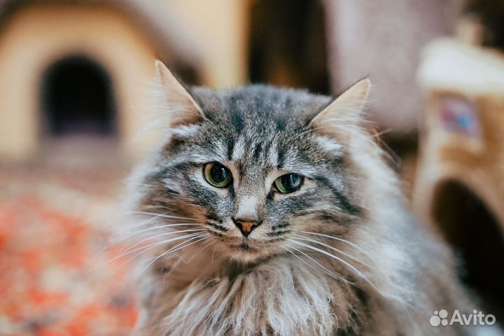 Кот Тюбик 3 года в добрые руки