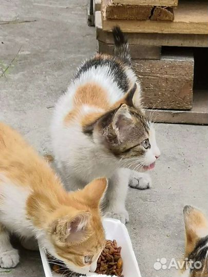 Котята в добрые руки
