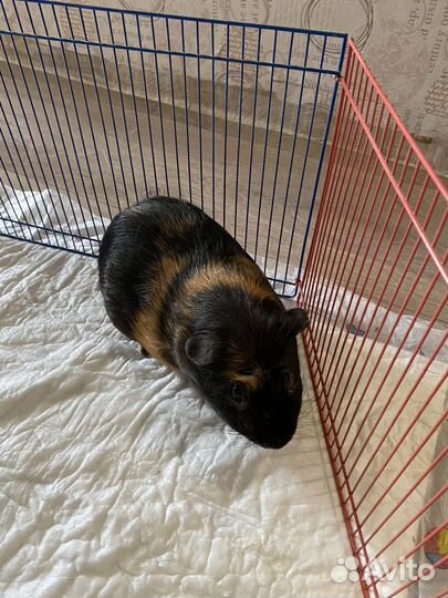 Морские свинки 2 самцы