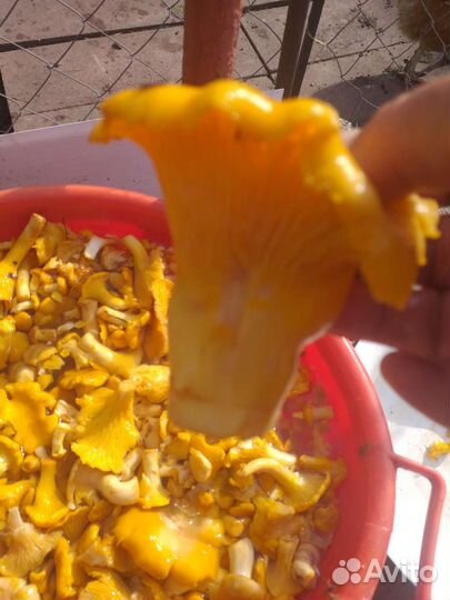 Лисички,рыжики,белые в наличии