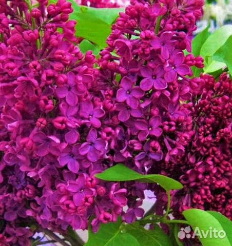 Сирень Радж Капур