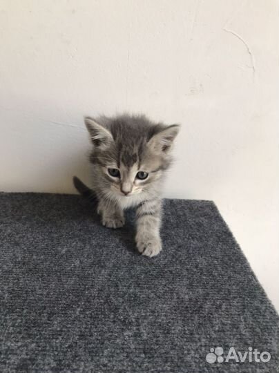 Котята в добрые руки 1 месяц