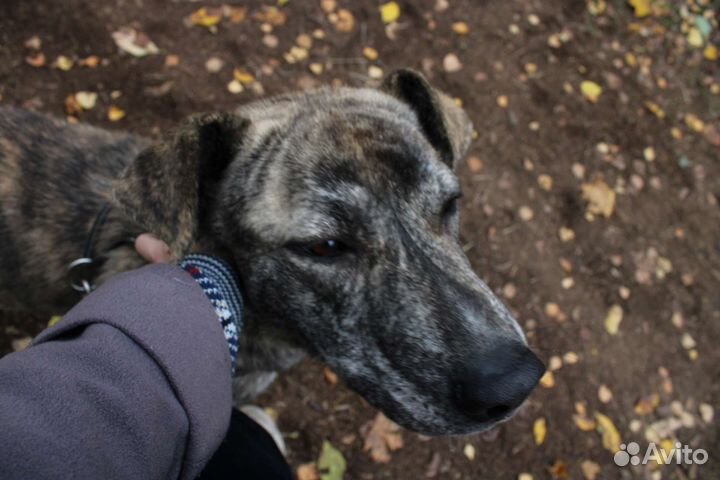 Выгул собак, догситтер, няня для кошек и собак