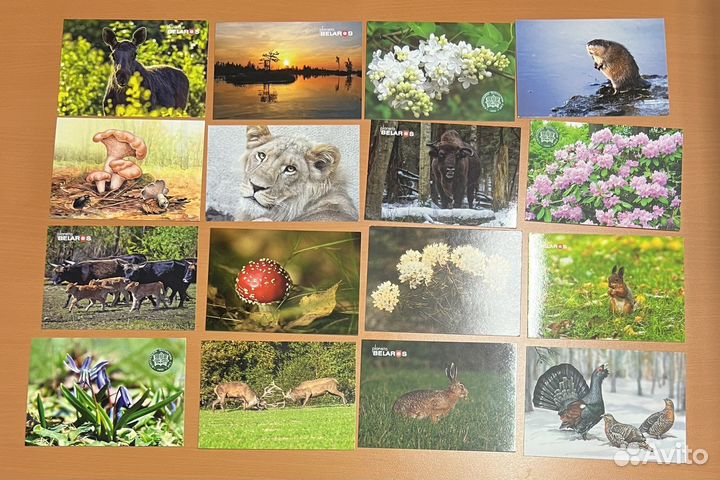 Открытки для посткроссинга флора фауна 30шт