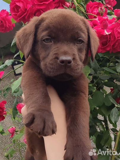 Лабрадор девочка и мальчишки