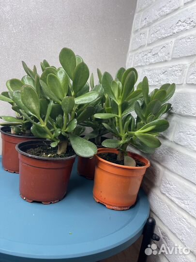 Толстянка красула денежное дерево комнатные цветы