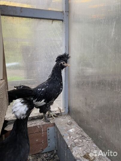 Петухи,куры голландские,легбар,павловское,виандот