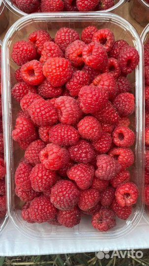 Ремонтантная малина