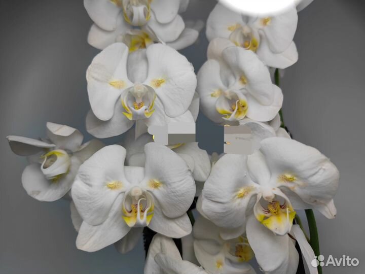 Орхидея фаленопсис бабочка цветущая
