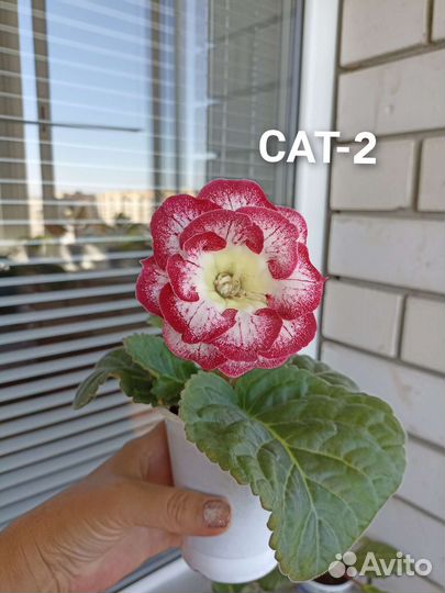 Глоксинии махровые клубни