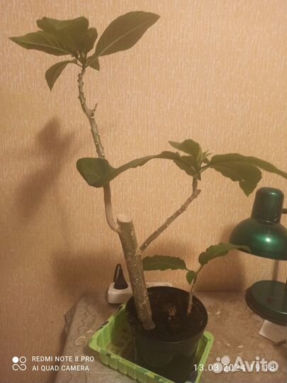 Бругмансия