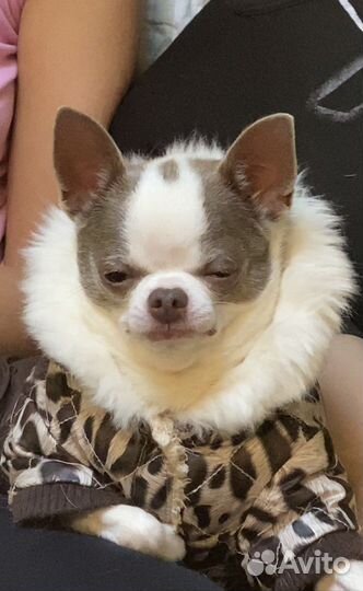 Чихуахуа лиловые