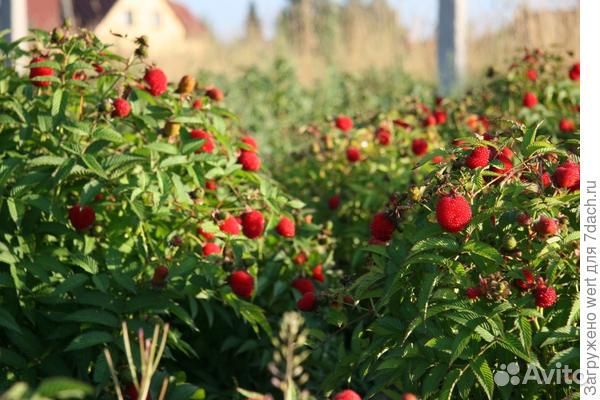 Тибетская малина