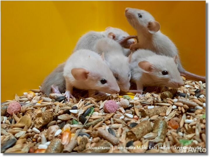 Крысы. Крысята Дамбо (сиамские крысята)