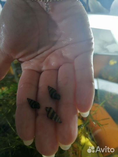 Улитки хилены