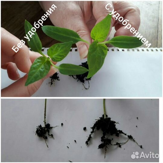 Подкормка из морских водорослей Алга супер