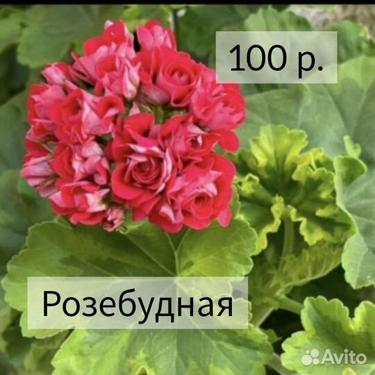 Пеларгония