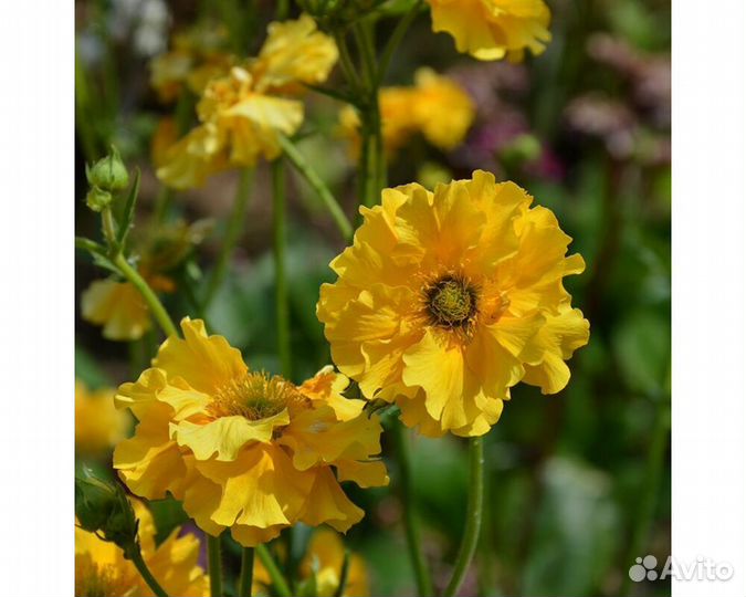 Гравилат Double Sunrise