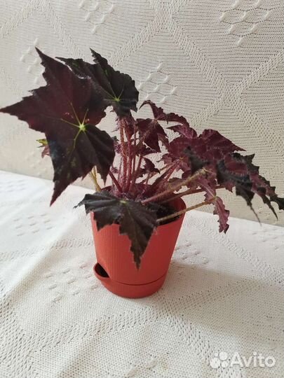 Бегония черный вельвет