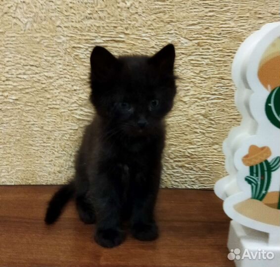 Котята