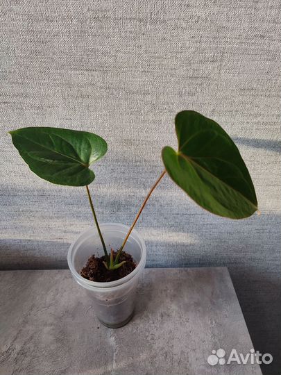 Антуриум Ред Коралл