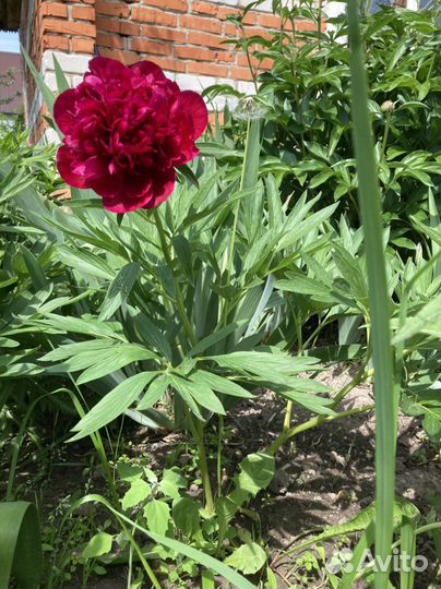 Пион бордовый