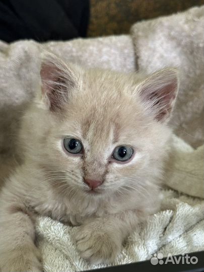 Котята в добрые руки «благовещенские»