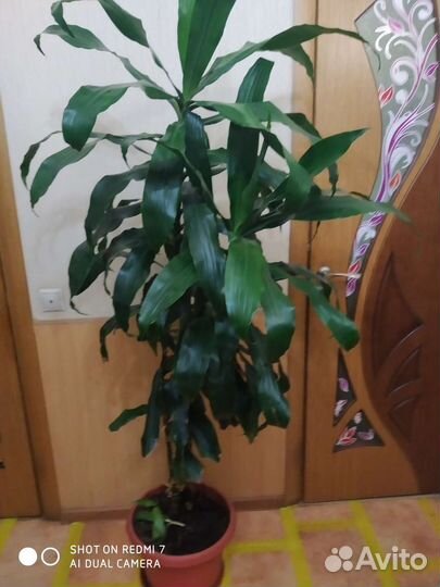 Юкка, Офисное растение