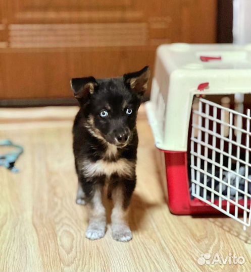 Щенок метис хаски