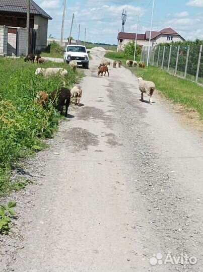 Овцы бараны ягнята