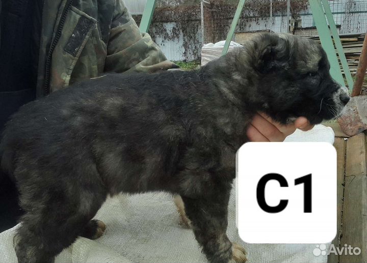 Среднеазиатская овчарка. сао. Алабай