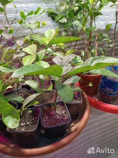 Укорененные лимоны