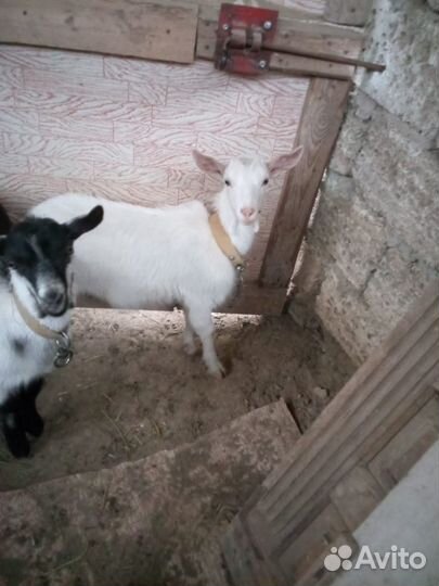 Продаю коз