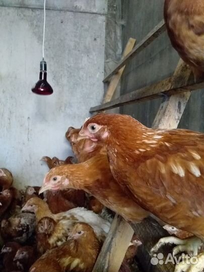 Цыплята ломан браун