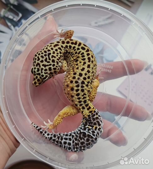 Геккон эублефар