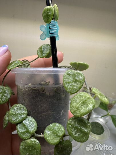 Хойя Теngсhоngеnsis silver