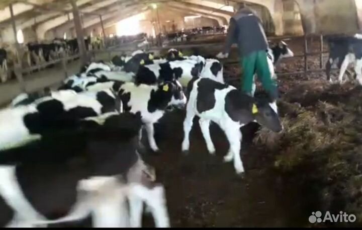 Бычки телята свежий завоз