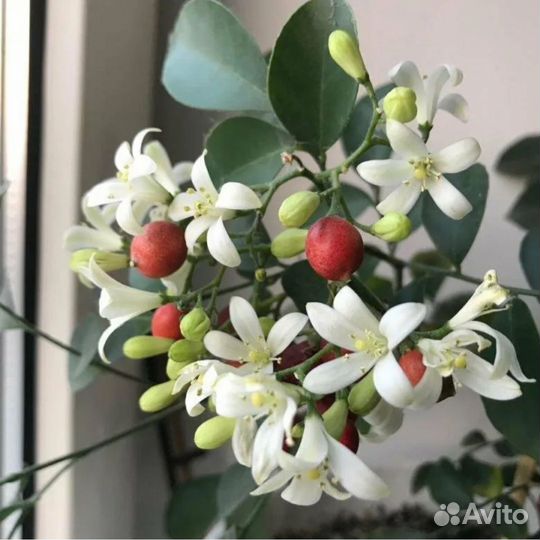 Муррайя карликовая