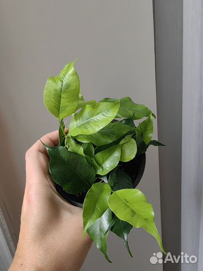 Фикусы разные сорта