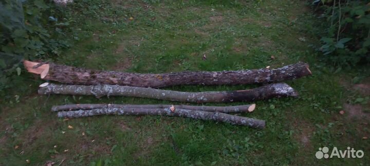 Яблоня и Дуб для поделок