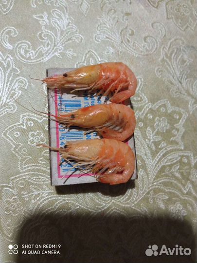 Креветка Азовская крупная