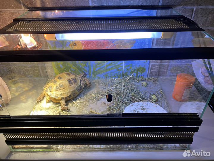 Черепаха сухопутная с террариумом 15-17 лет